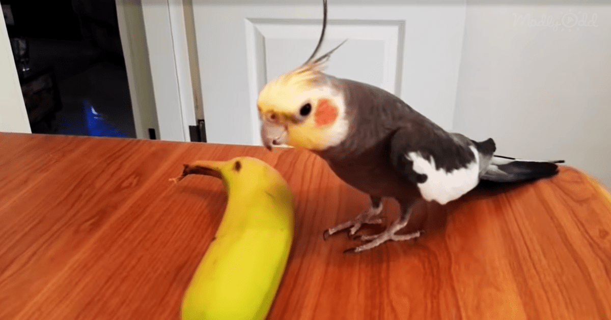 Cockatiel Sings