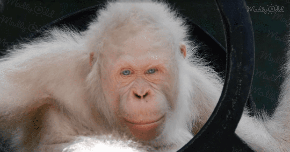 Albino Orangutan