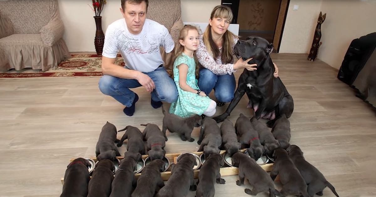 19 Puppies Born on the 19th From Massive Cane Corso Is Unbelievable