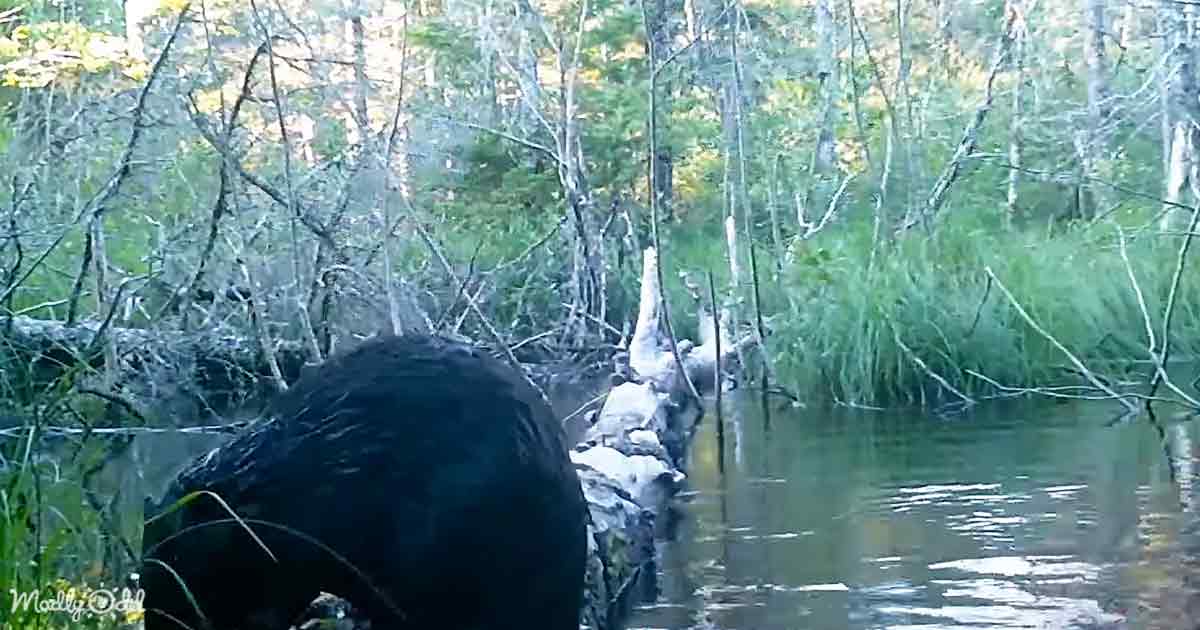 Trail camera near a fallen log