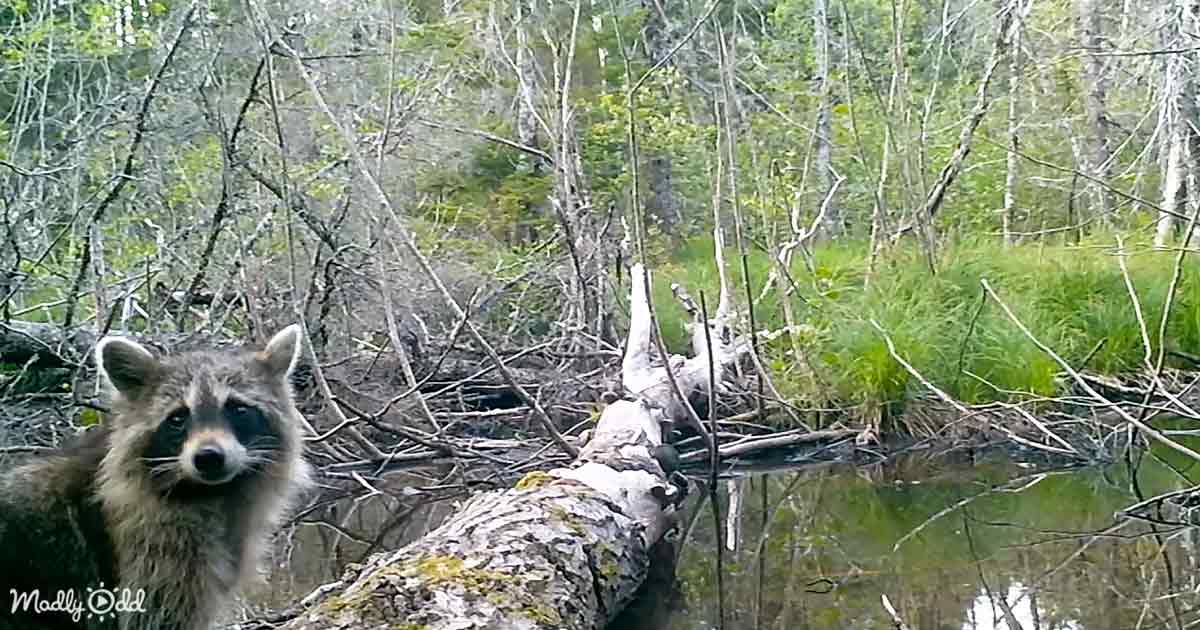 Trail camera near a fallen log