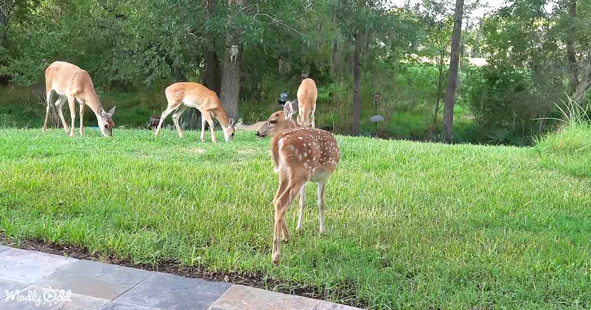 Baby Deer