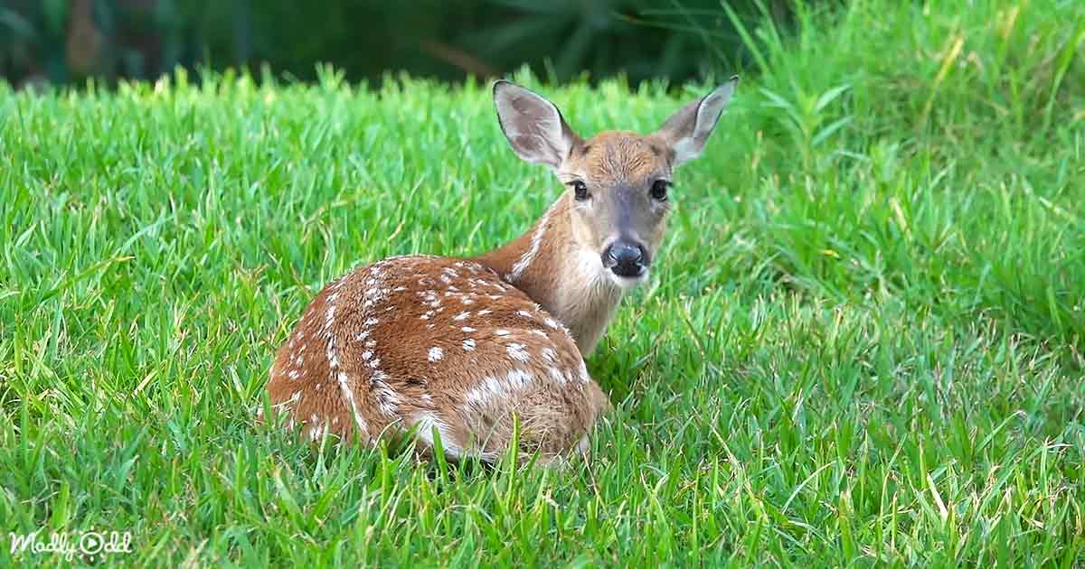 Baby Deer