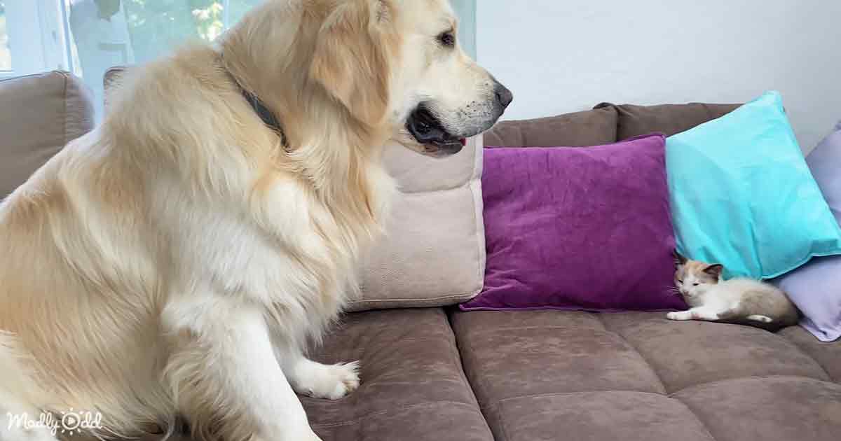 Golden Retriever and kitten