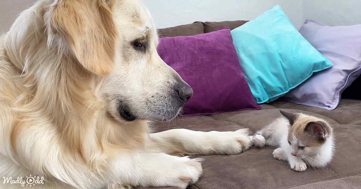 Golden Retriever and kitten