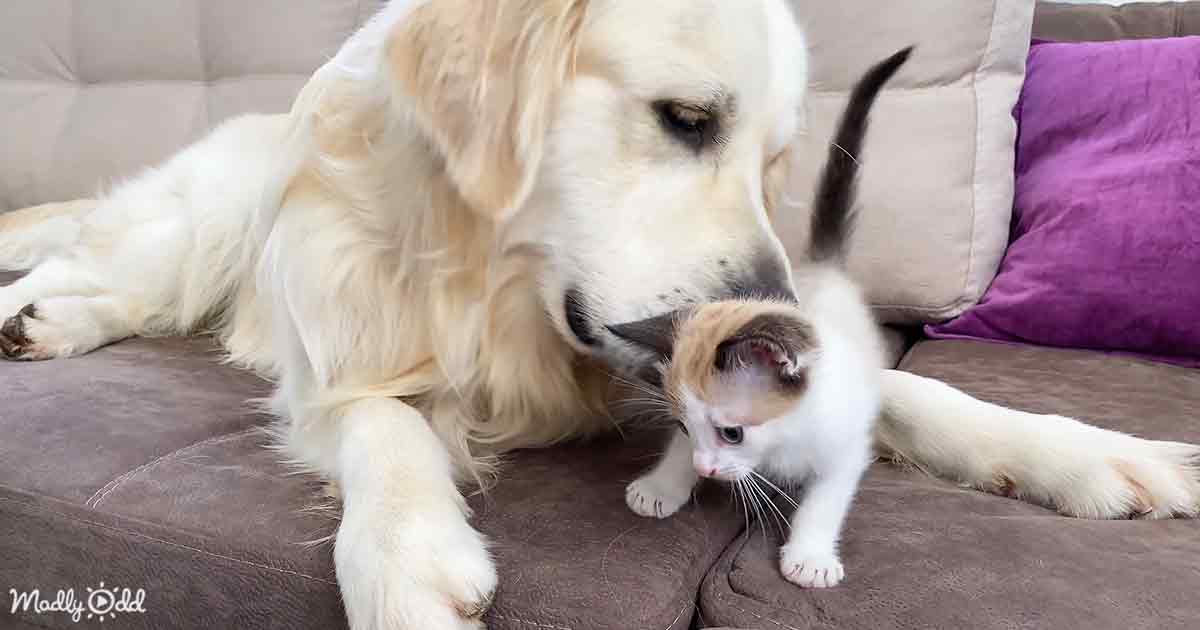 Golden Retriever and kitten