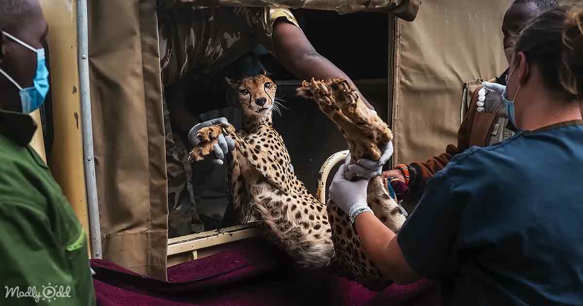 Big Cats