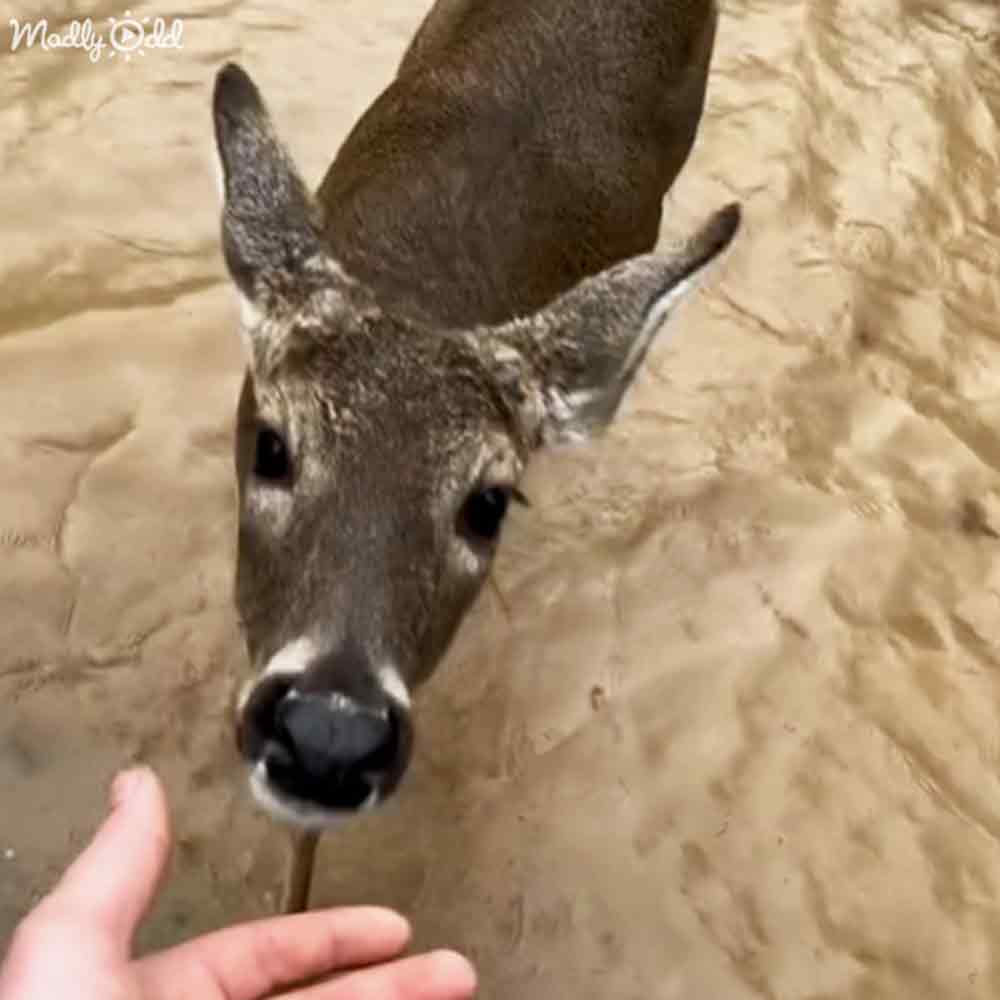 Adorable deer