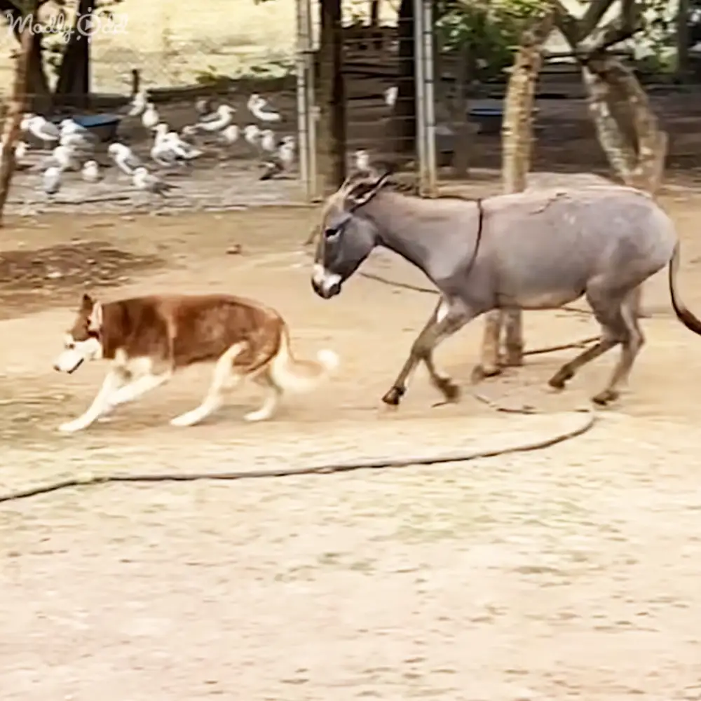 Rescue donkey dogs family bond