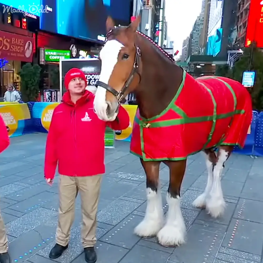 Budweiser Super Bowl Ad