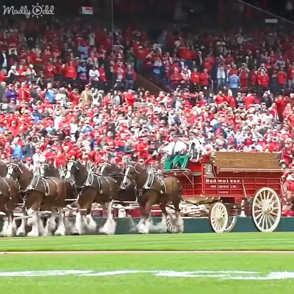 Budweiser Clydesdales opening day parade