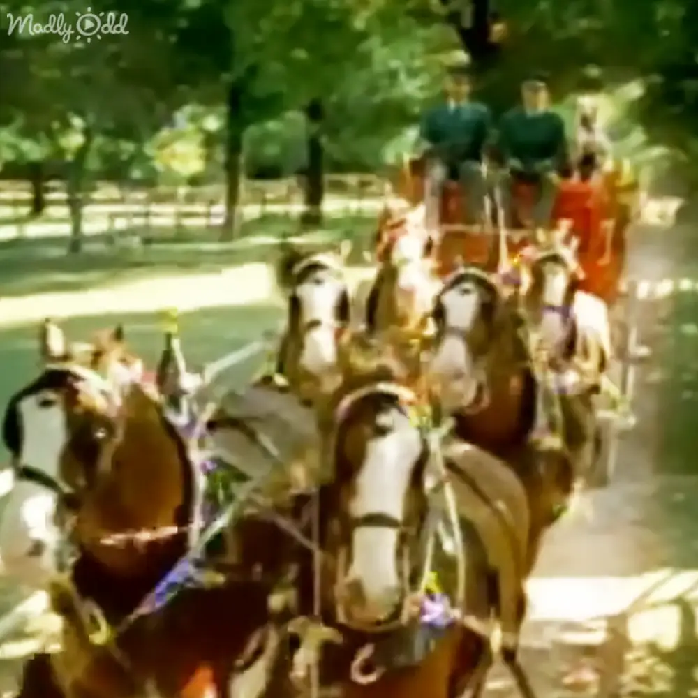 Labrador In Budweiser Super Bowl Ad