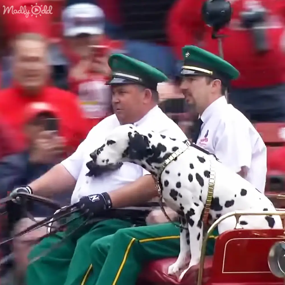 Majestic Clydesdales pulling wagon at stadium