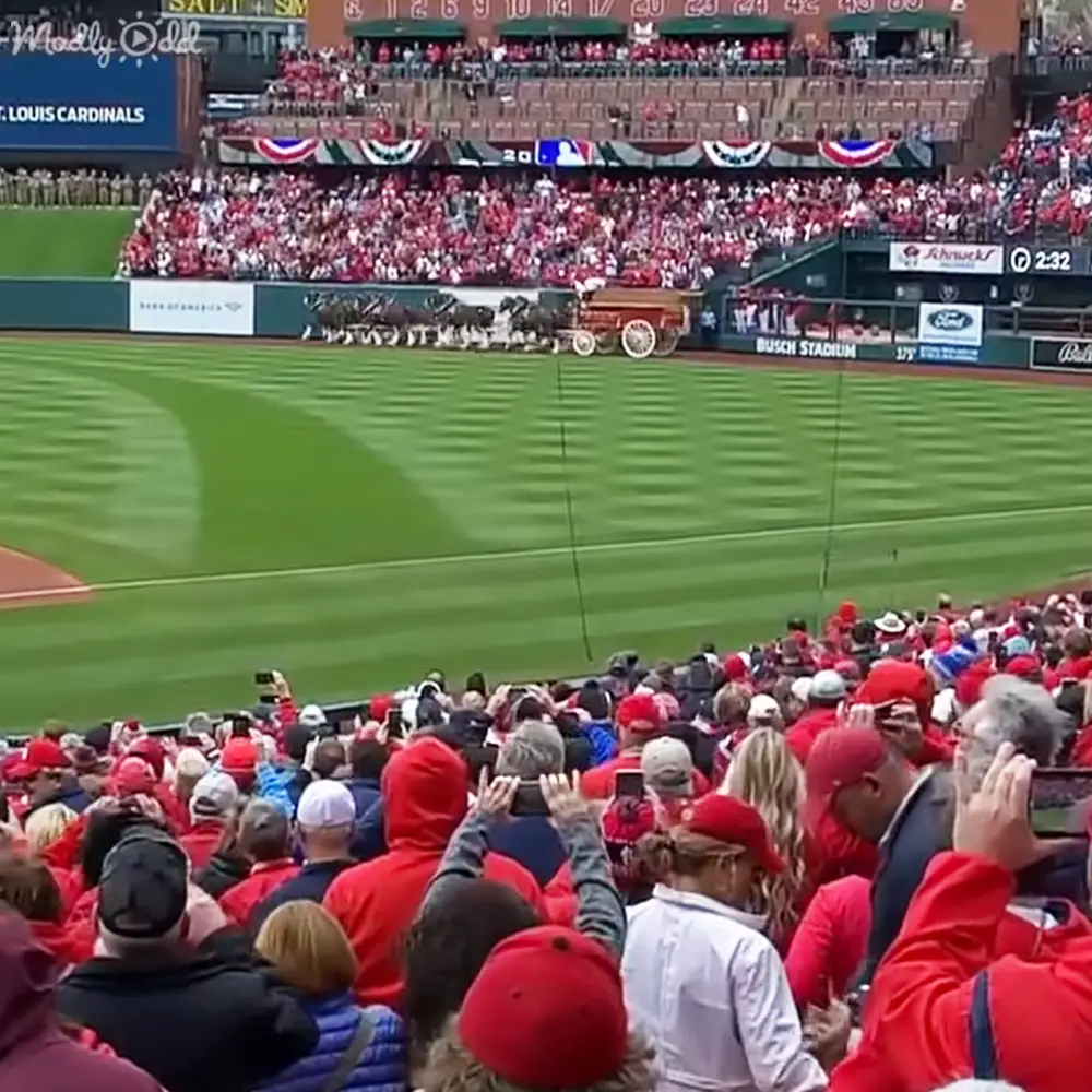 Fans cheering for Budweiser Clydesdales