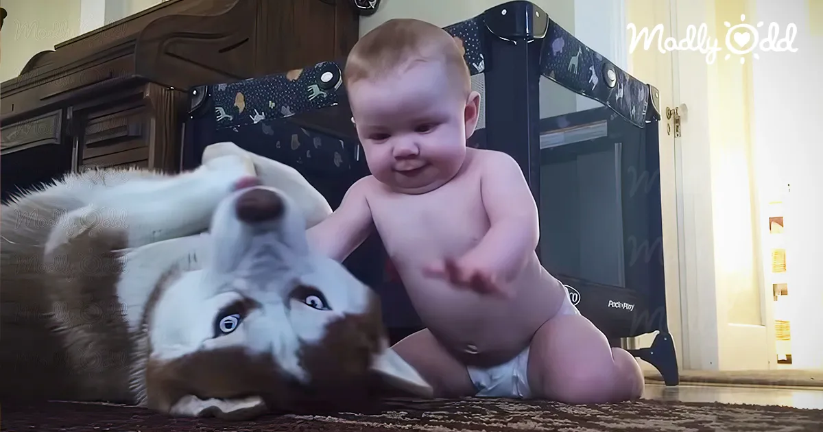 Baby’s Stealthy Approach to Husky Ends in Hilarious Comeback - Country ...